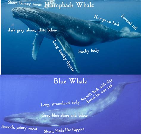 blue whale vs white whale